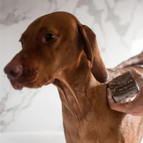 Hautberuhigendes Shampoo für Hunde und Katzen - Image 3