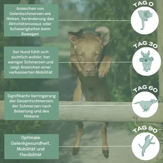 UC-II® Hundeöl für Gelenke - Image 5